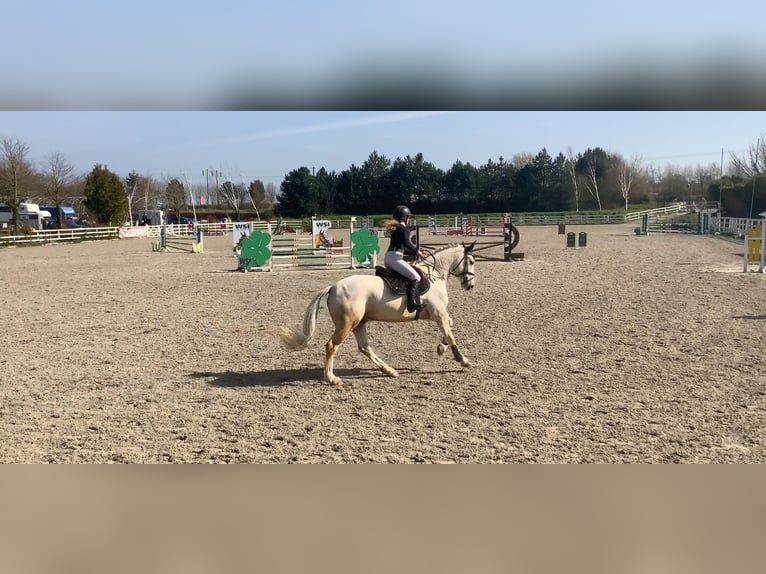 Connemara Hongre 7 Ans 152 cm Palomino in Mountrath