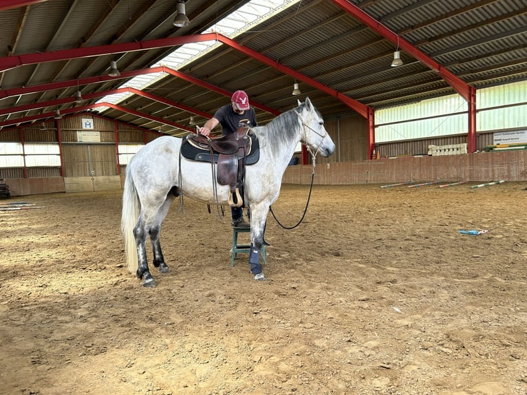 Connemara Hongre 7 Ans 158 cm Gris in Wolgast