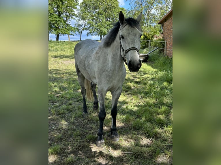 Connemara Hongre 7 Ans 158 cm Gris in Wolgast