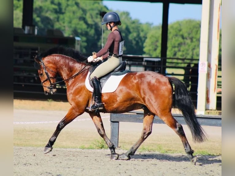 Connemara Hongre 7 Ans 173 cm Bai clair in Scotter, Gainsborough