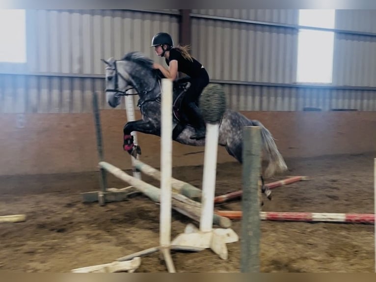 Connemara Hongre 8 Ans 140 cm Gris pommelé in Sligo