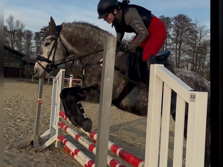 Connemara Croisé Hongre 8 Ans 146 cm Gris pommelé in Iserlohn