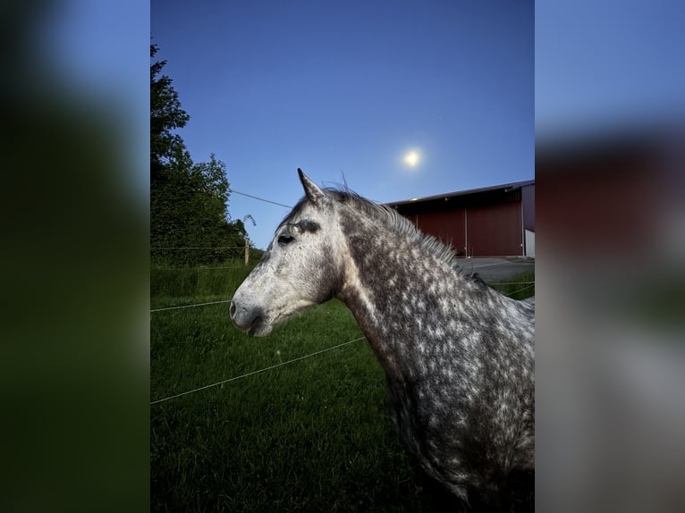 Connemara Croisé Hongre 8 Ans 146 cm Gris pommelé in Iserlohn