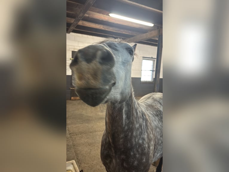 Connemara Croisé Hongre 8 Ans 146 cm Gris pommelé in Iserlohn