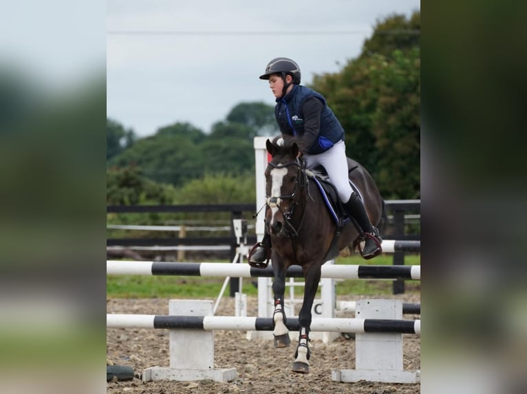 Connemara Hongre 8 Ans 148 cm Gris in Sligo