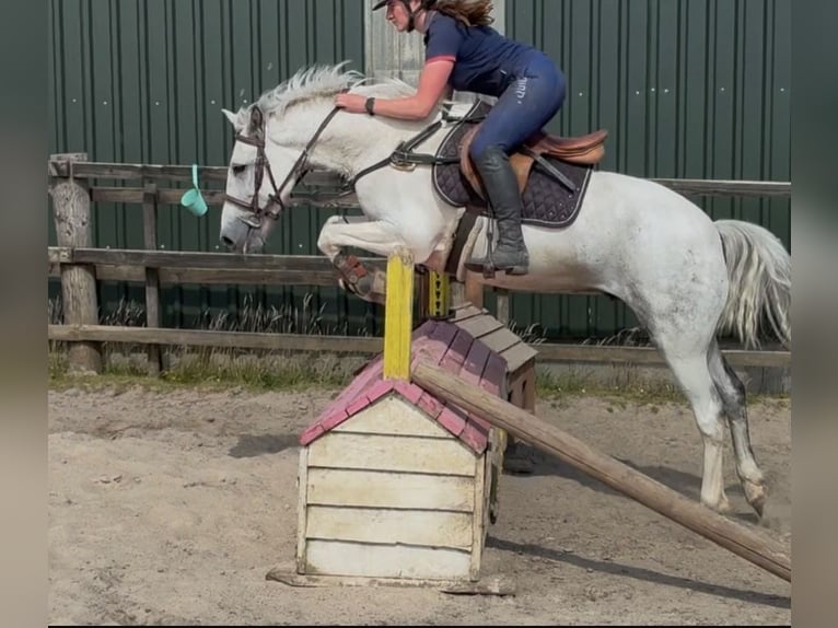 Connemara Hongre 8 Ans 148 cm Gris in Sligo
