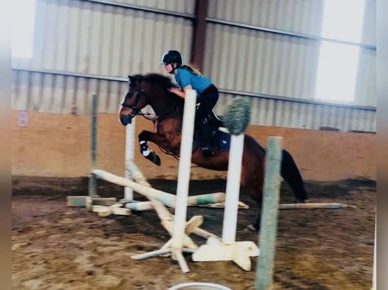 Connemara Hongre 8 Ans 148 cm Gris in Sligo