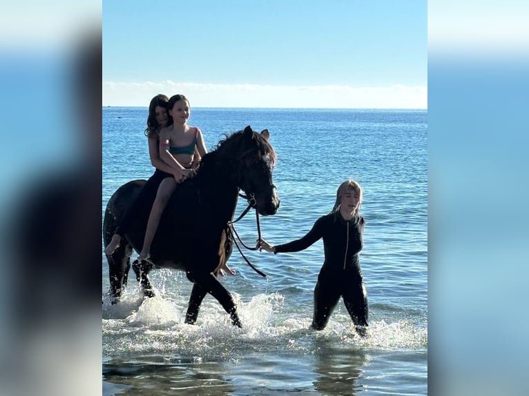 Connemara Hongre 8 Ans 154 cm Isabelle in Santa Gertrudis De Fruitera