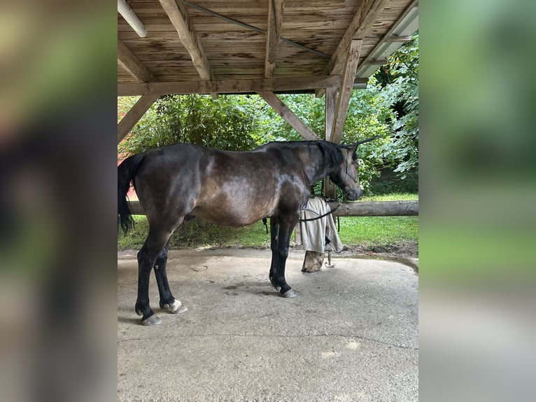Connemara Hongre 8 Ans 156 cm Bai in Altomünster