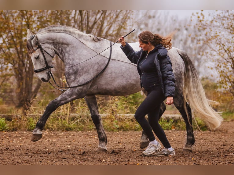 Connemara Hongre 8 Ans 160 cm Gris pommelé in Berlin