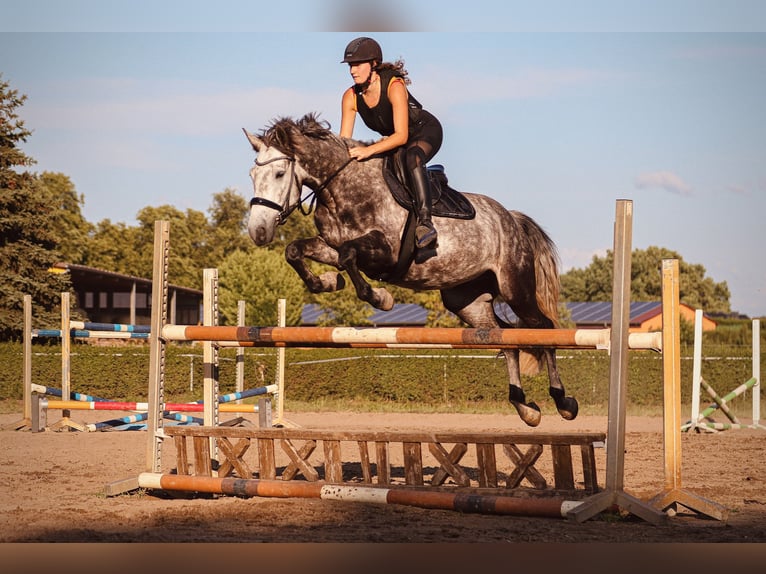 Connemara Hongre 8 Ans 160 cm Gris pommelé in Berlin