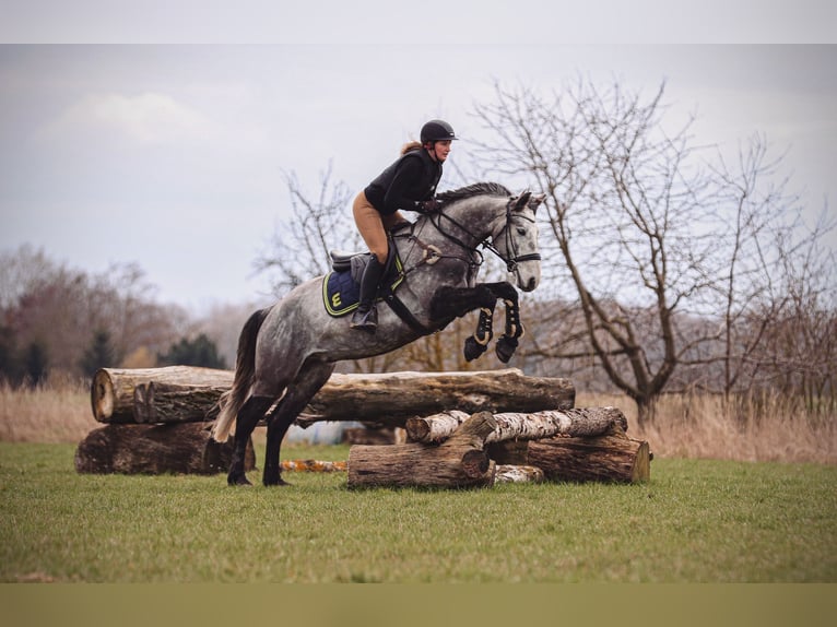 Connemara Hongre 8 Ans 160 cm Gris pommelé in Berlin
