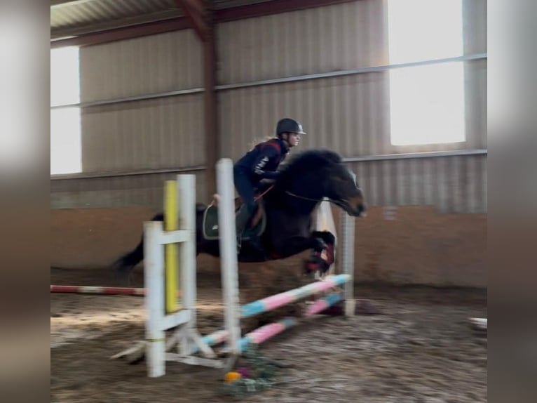 Connemara Hongre 8 Ans Bai cerise in Sligo