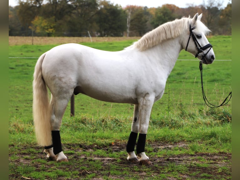 Connemara Croisé Hongre 9 Ans 146 cm Gris in uelsen