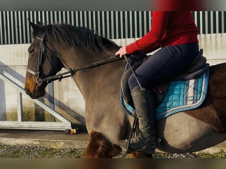 Connemara Hongre 9 Ans 148 cm Bai in Sligo