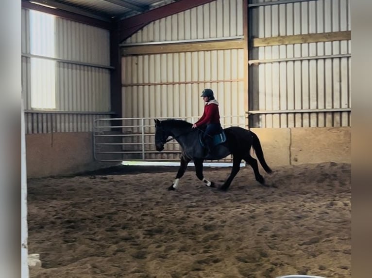 Connemara Hongre 9 Ans 148 cm Bai in Sligo