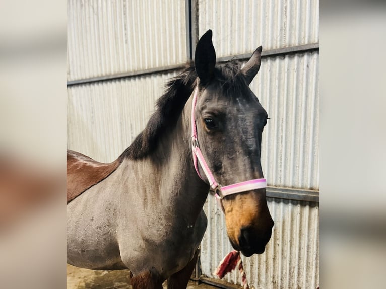 Connemara Hongre 9 Ans 148 cm Bai in Sligo