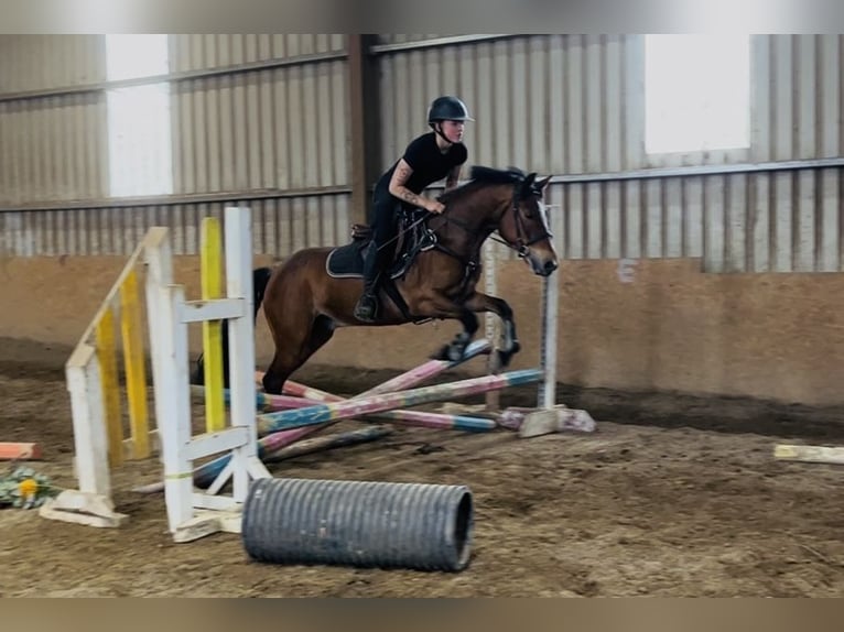 Connemara Hongre 9 Ans 148 cm Bai in Sligo