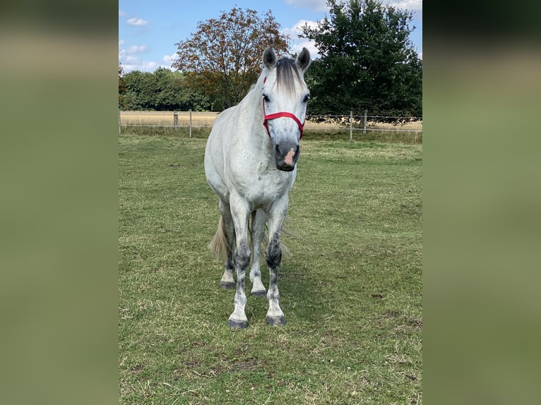 Connemara Hongre 9 Ans 148 cm Gris pommelé in Stuhr