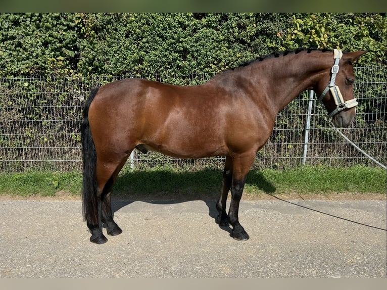 Connemara Hongre 9 Ans 150 cm Bai in Weil der Stadt