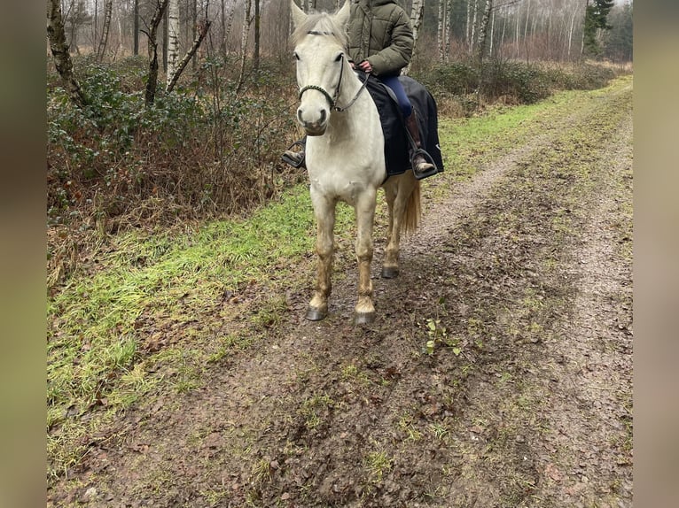 Connemara Hongre 9 Ans 150 cm Gris in Heinzenbach