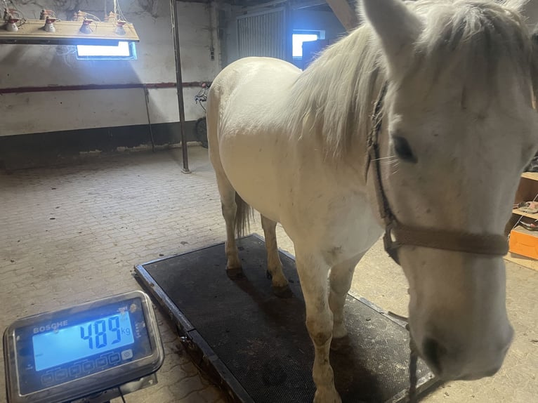 Connemara Hongre 9 Ans 150 cm Gris in Heinzenbach