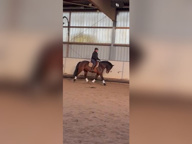 Connemara Hongre 9 Ans 153 cm Bai in Weyhe