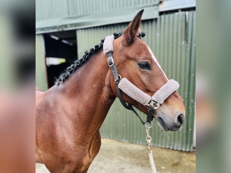 Connemara Jument 10 Ans 143 cm Bai cerise in Sligo