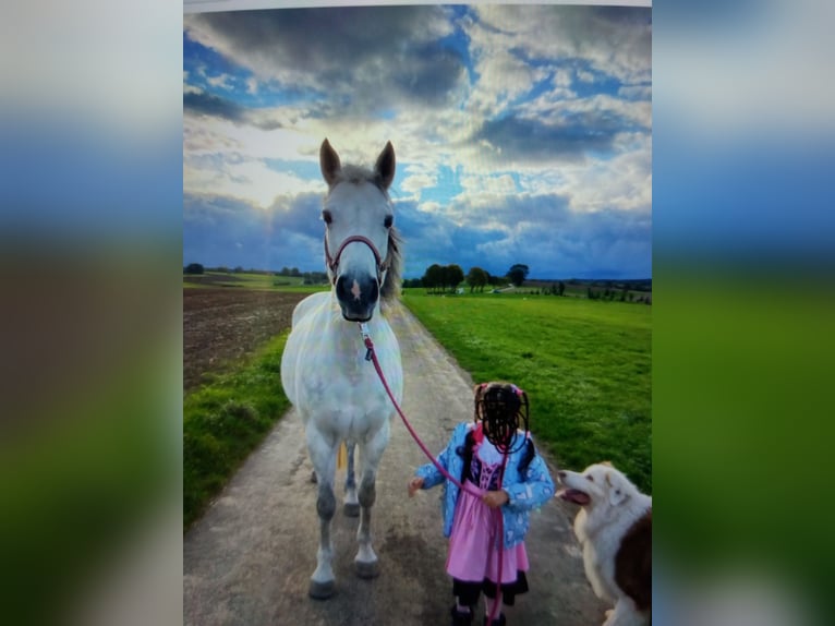 Connemara Croisé Jument 10 Ans 144 cm Gris in Ebhausen