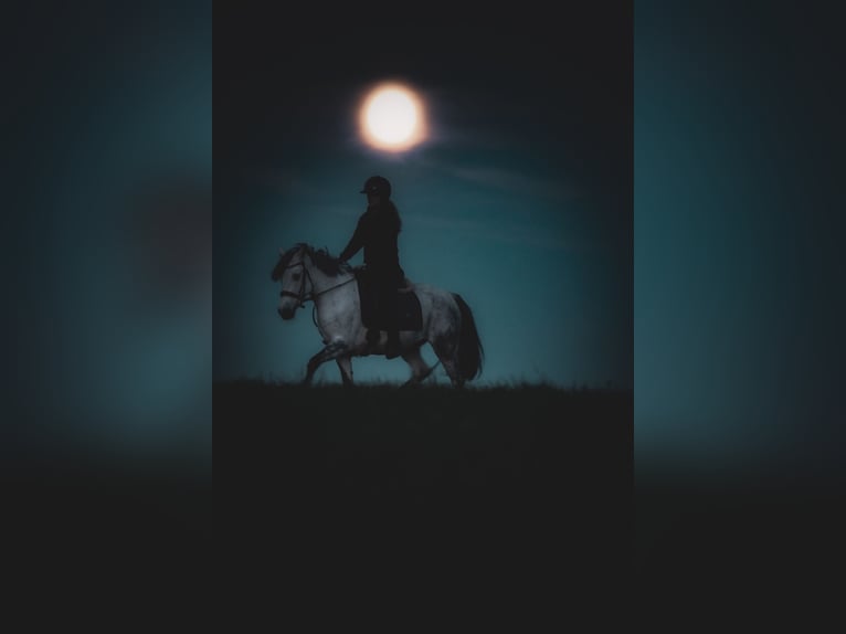 Connemara Croisé Jument 10 Ans 146 cm Gris noir in Nettersheim