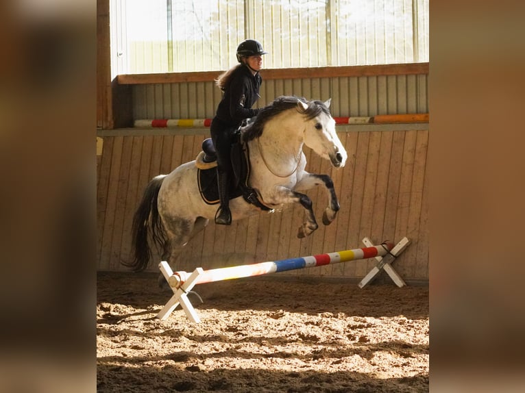 Connemara Croisé Jument 10 Ans 146 cm Gris noir in Nettersheim