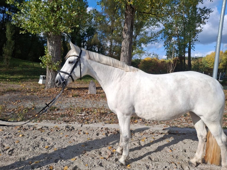 Connemara Jument 10 Ans 148 cm Gris in Neu-Isenburg