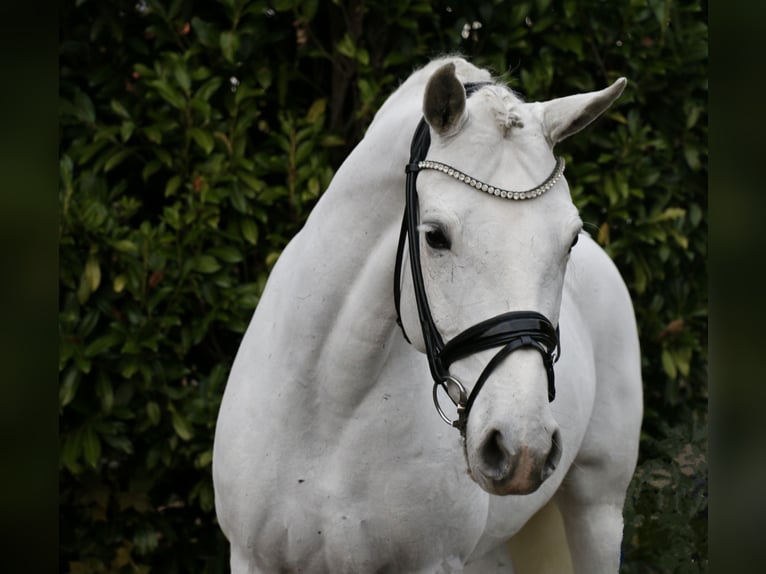 Connemara Jument 10 Ans 148 cm Gris in Recke, bei Osnabrück