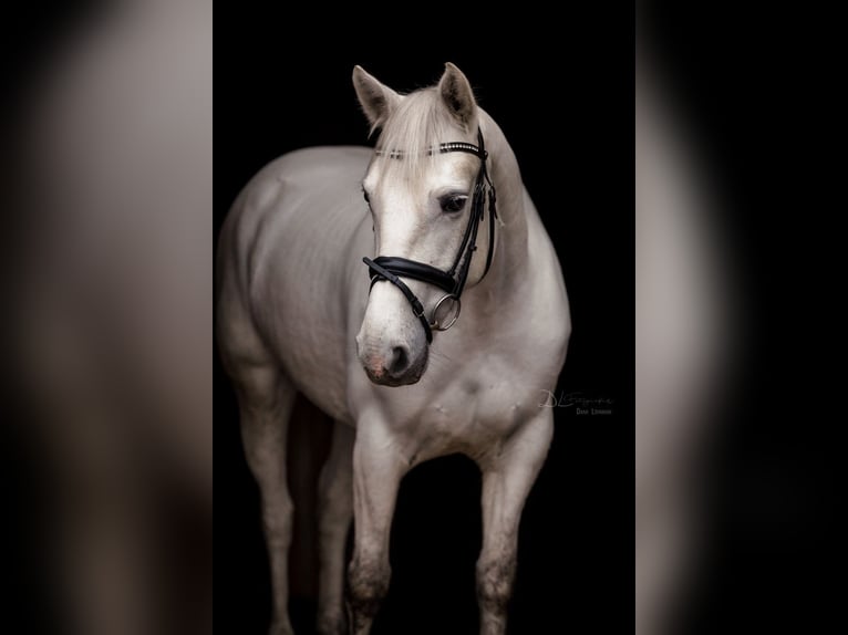 Connemara Jument 10 Ans 152 cm Gris in Visbek