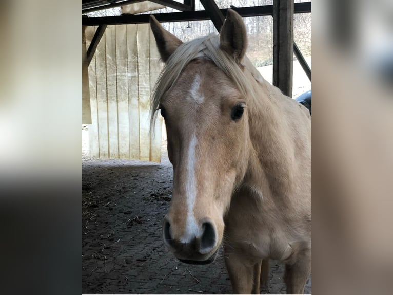 Connemara Croisé Jument 10 Ans 155 cm Palomino in Taunusstein