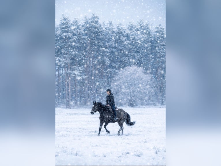 Connemara Croisé Jument 10 Ans 156 cm Buckskin in Zeuthen
