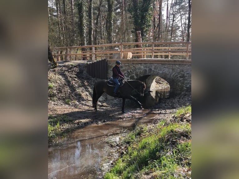 Connemara Croisé Jument 10 Ans 156 cm Buckskin in Zeuthen