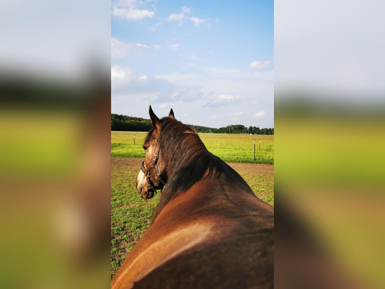 Connemara Croisé Jument 10 Ans 156 cm Buckskin in Zeuthen