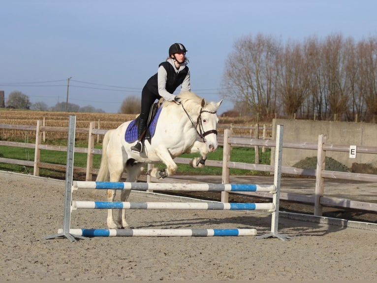 Connemara Jument 10 Ans 156 cm Cremello in Bogaarden