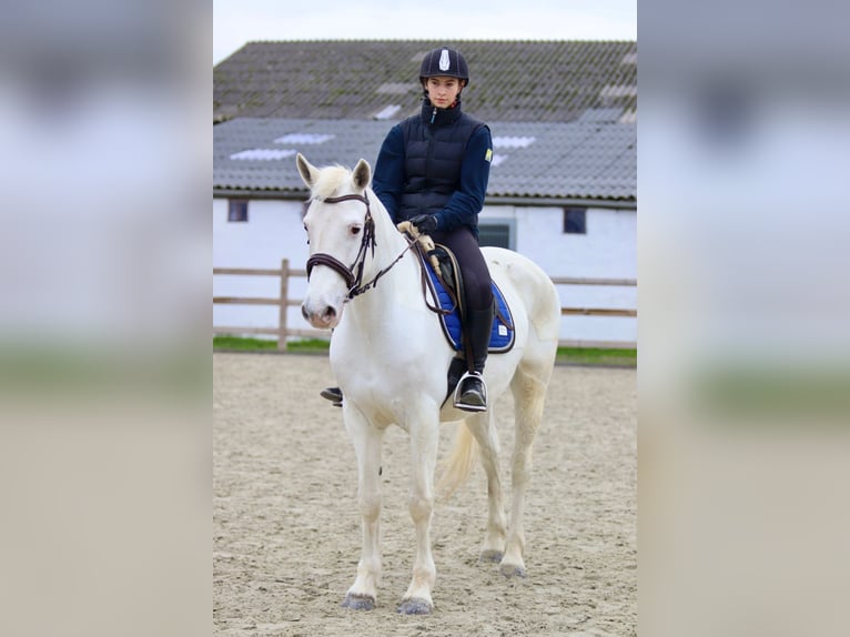 Connemara Jument 10 Ans 156 cm Cremello in Bogaarden