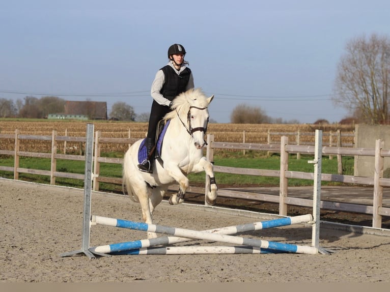 Connemara Jument 10 Ans 156 cm Cremello in Bogaarden