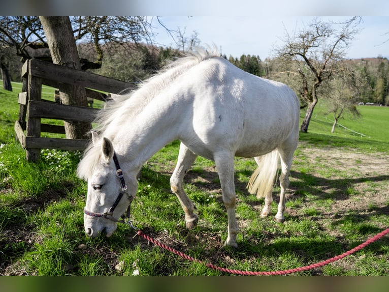 Connemara Croisé Jument 11 Ans 140 cm Gris in St. Ulrich bei Steyr