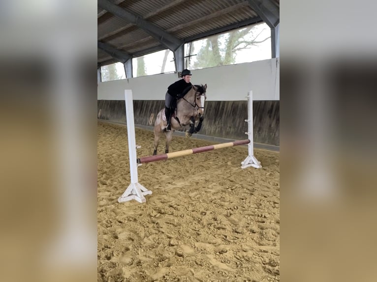 Connemara Croisé Jument 11 Ans 141 cm Isabelle in Lippstadt