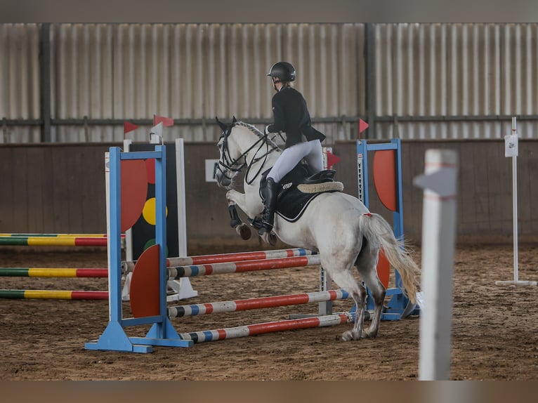 Connemara Croisé Jument 11 Ans 145 cm Gris in Feucht