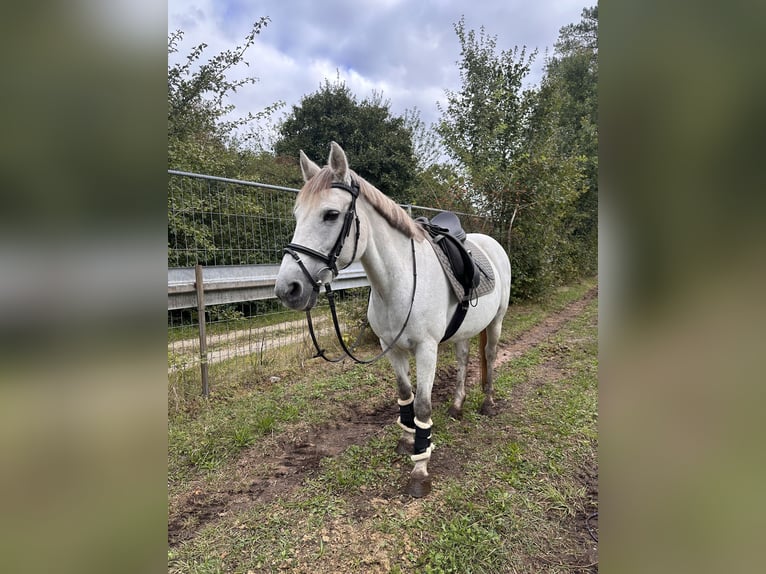 Connemara Croisé Jument 11 Ans 145 cm Gris in Feucht