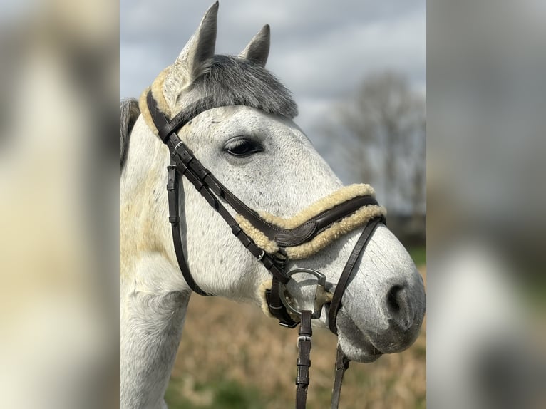 Connemara Jument 11 Ans 147 cm Gris pommelé in Jettingen-Scheppach