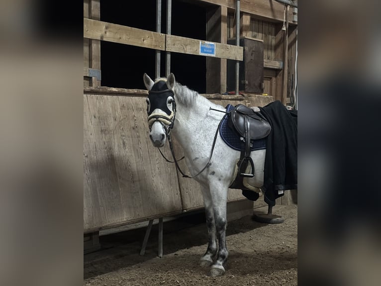 Connemara Jument 11 Ans 147 cm Gris pommelé in Jettingen-Scheppach