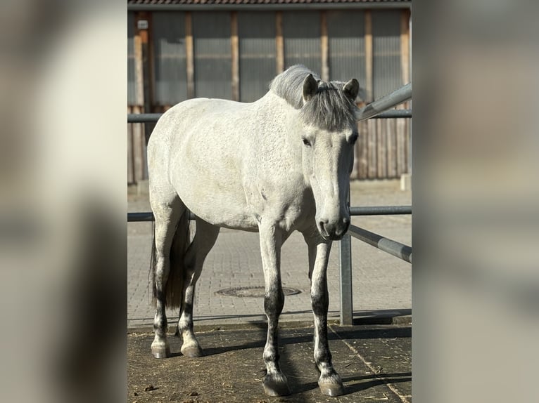 Connemara Jument 11 Ans 147 cm Gris pommelé in Jettingen-Scheppach