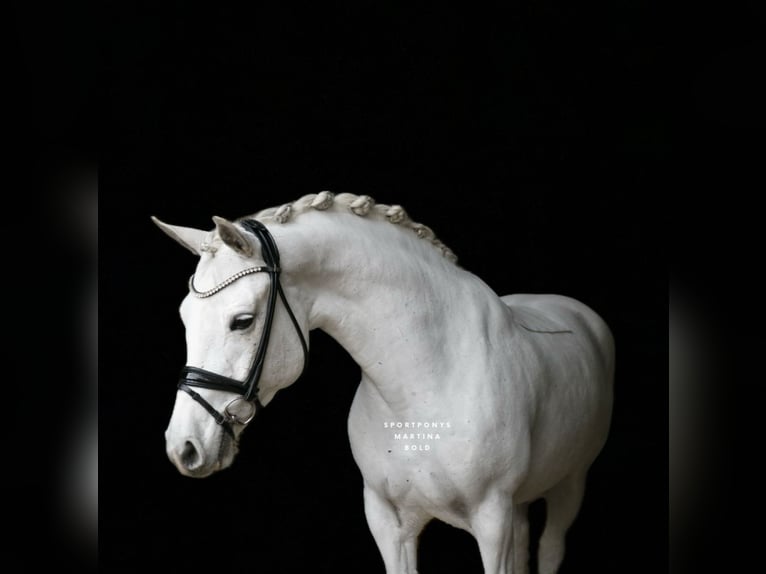 Connemara Jument 11 Ans 148 cm Gris in Recke, bei Osnabrück