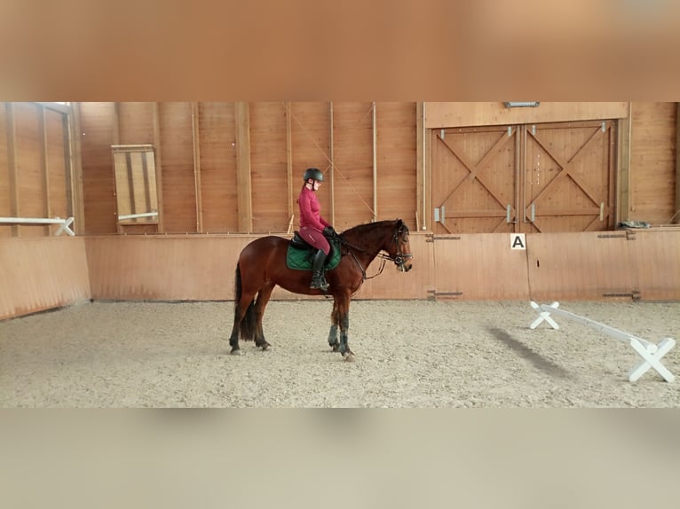 Connemara Jument 11 Ans 155 cm Bai in Weitramsdorf